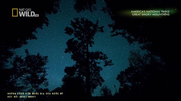 Mùa đom đóm trên dãy núi Great Smoky