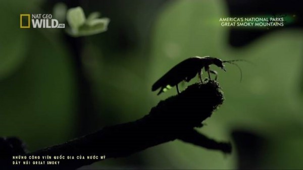 Mùa đom đóm trên dãy núi Great Smoky