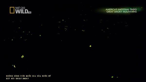 Mùa đom đóm trên dãy núi Great Smoky