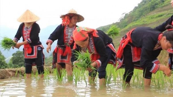 Bức tranh đa sắc Hoàng Su Phì