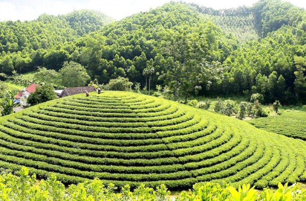 “Hương chè” – Hồn cốt Thái Nguyên trong âm nhạc đương đại