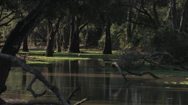 Loài cò ở Luangwa