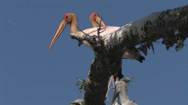 Loài cò ở Luangwa
