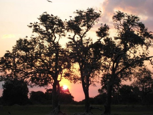 Loài cò ở Luangwa