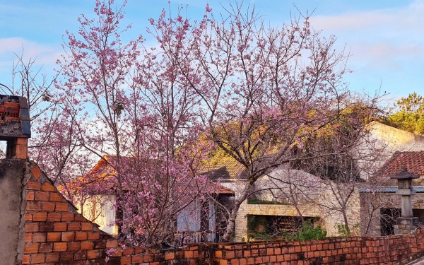 Lễ hội hoa mai anh đào - Đà Lạt xuân 2026