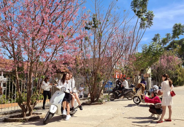 Lễ hội hoa mai anh đào - Đà Lạt xuân 2026