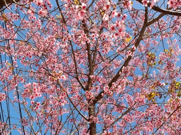 Lễ hội hoa mai anh đào - Đà Lạt xuân 2026