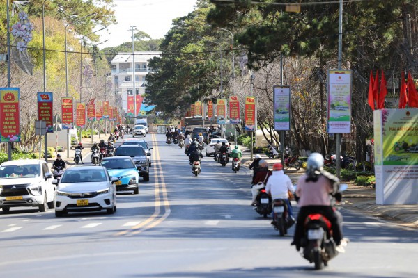 Mai anh đào Đà Lạt rực rỡ sắc xuân trong đêm khai hội