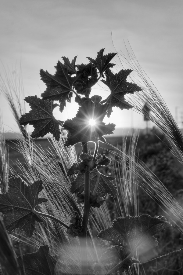 Một không gian dành cho nhiếp ảnh đen trắng thủ công