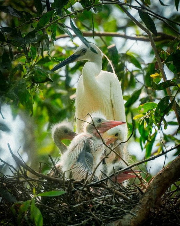 Mùa chim xây tổ... - Truyện ngắn dự thi của Trần Văn Lợi