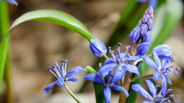 Những loài cây xinh đẹp hai bên bờ sông Rhine