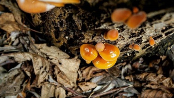 Những loài cây xinh đẹp hai bên bờ sông Rhine