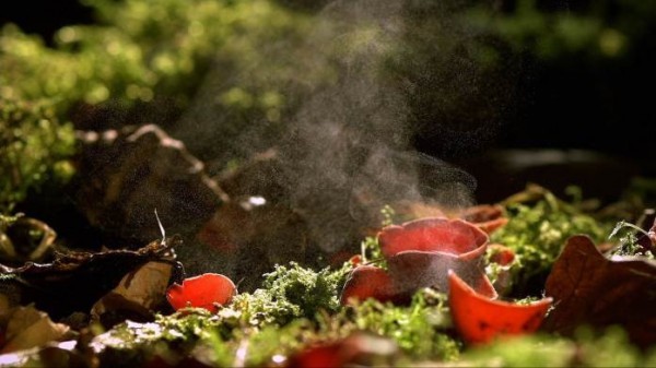 Những loài cây xinh đẹp hai bên bờ sông Rhine