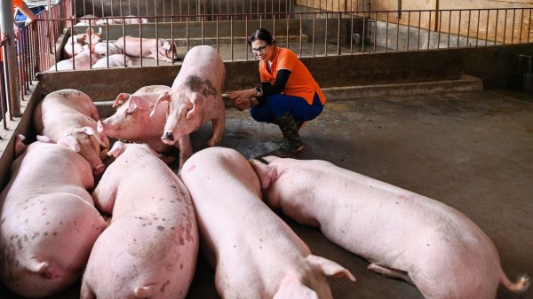 Nữ cựu chiến binh làm giàu từ giun quế
