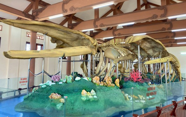 Vật thiêng của làng: Hai bộ xương ‘thần Nam Hải’ trên đảo Lý Sơn