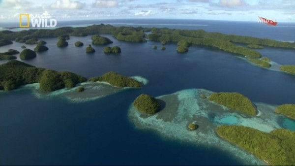 Chiến binh của rừng xanh