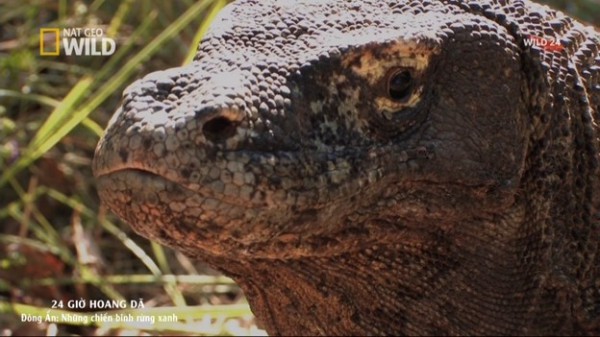 Chiến binh của rừng xanh