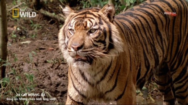 Chiến binh của rừng xanh