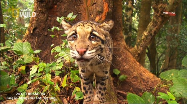 Chiến binh của rừng xanh