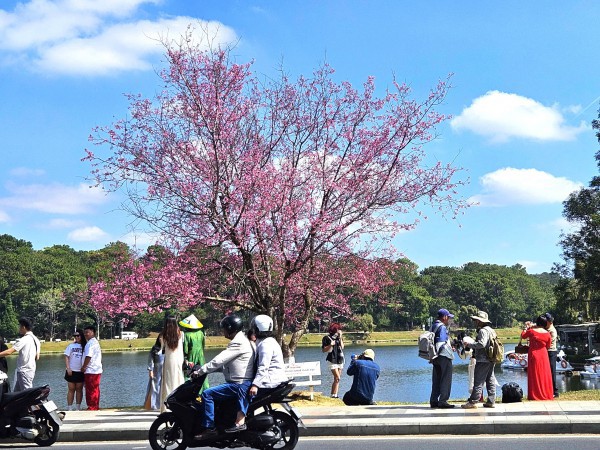 ”Âm vang sắc hồng trên phố núi” Đà Lạt cuốn hút du khách