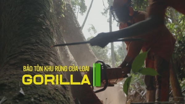 Bảo tồn khu rừng của loài Gorilla