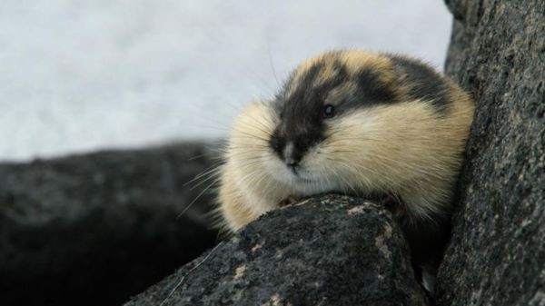 Những điều thú vị về chuột Lemin