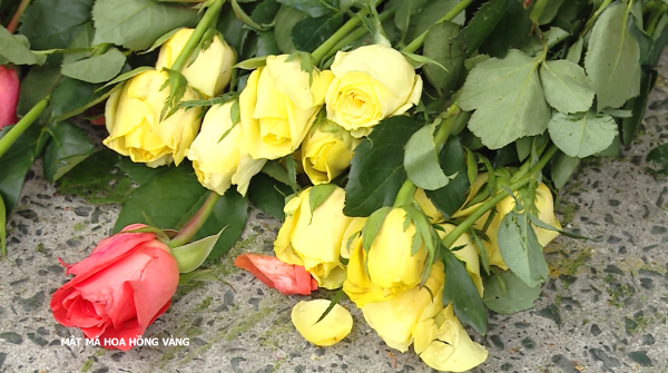 Phim đặc sắc kênh SCTV21: Mật mã hoa hồng vàng