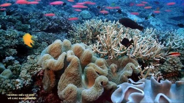 Những điều kỳ thú về các rạn san hô