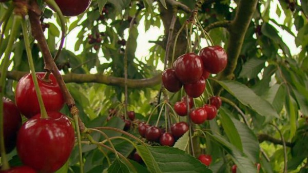Vòng xoay cuộc sống - Vườn cây ăn trái Châu Âu
