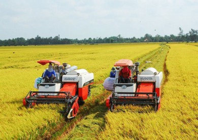 Doanh nghiệp cần vốn thu mua lúa gạo phục vụ xuất khẩu