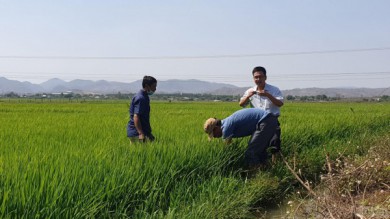 Doanh nghiệp nâng tầm lúa gạo Tây Nguyên