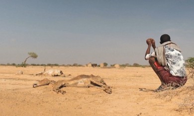 Ethiopia: Hàng triệu gia súc chết do hạn hán nghiêm trọng