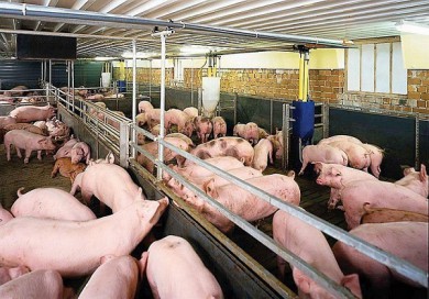 Giá lợn hơi giảm sâu, người chăn nuôi bất an