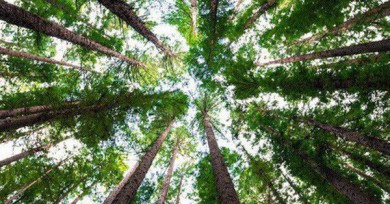 Trái Đất vẫn còn chỗ cho 1 nghìn tỷ cây xanh, nếu trồng đủ chúng ta sẽ ngăn được biến đổi khí hậu