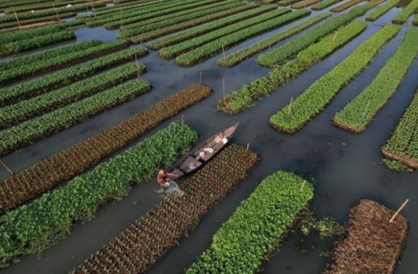 Bangladesh: Nông dân tìm cách thích ứng với biến đổi khí hậu