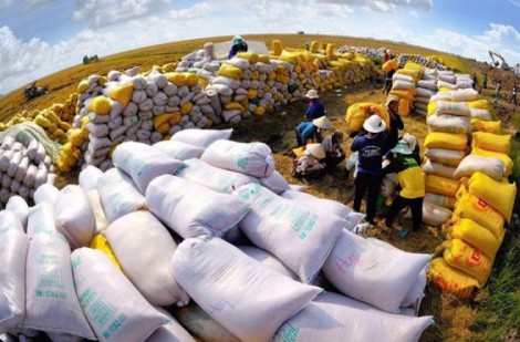 Chiến lược của doanh nghiệp ngành gạo để giữ vững “ngôi vương”