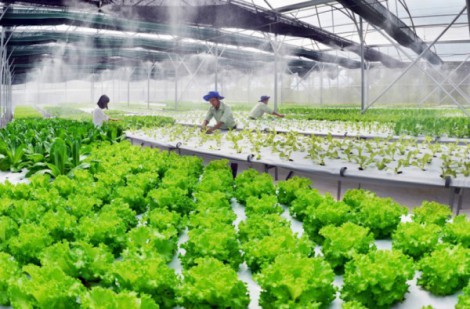 Cơ chế “mở đường” thu hút doanh nghiệp đầu tư nông nghiệp công nghệ cao