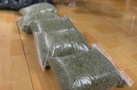 Công an Quảng Ngãi phát hiện vụ mua bán 'cỏ Mỹ', nước cốt ma túy