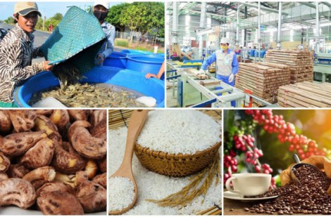 Doanh nghiệp xuất khẩu nông sản Việt và thách thức điều chỉnh tiêu chuẩn của EU