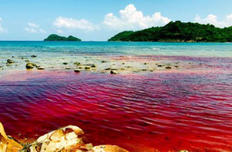 Kiên Giang: 'Thủy triều đỏ' xuất hiện tại đảo Thổ Châu
