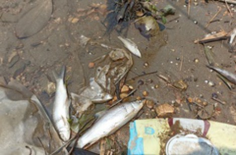 Sông Mã lại bị ô nhiễm nghiêm trọng