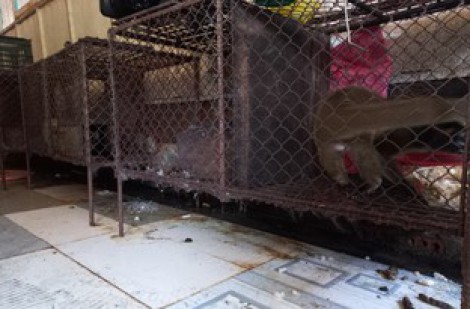 Thừa Thiên - Huế: Phát hiện hộ dân nuôi nhốt trái phép nhiều động vật hoang dã
