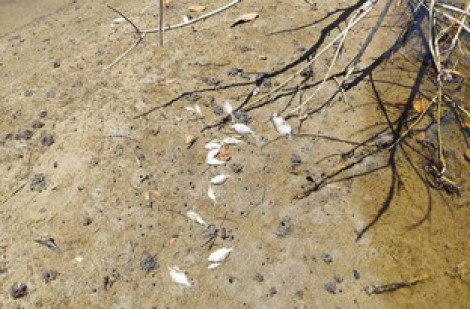 Thừa Thiên-Huế: Rà soát hệ thống nước thải sau vụ cá chết trên sông Mỹ Gia
