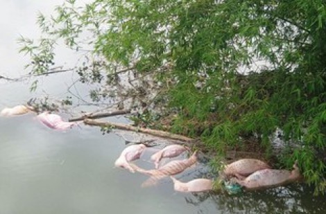 Tìm ra người vứt 20 xác lợn xuống sông Ngàn Trươi