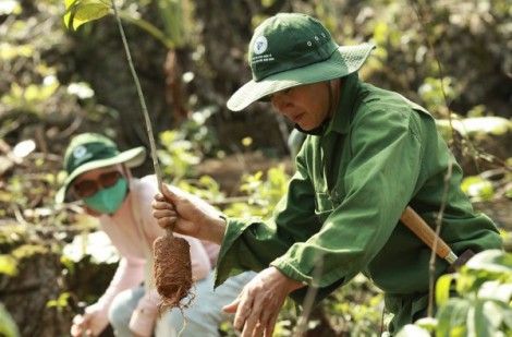 Tỉnh Sơn La đã tổ chức chương trình “Vá rừng trên núi đá”