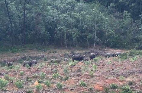 Đàn trâu hoang 30 con ở Quảng Trị phá cây rừng, tấn công người