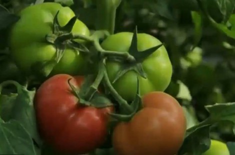 Trang trại thông minh trồng cà chua ở Trung Quốc