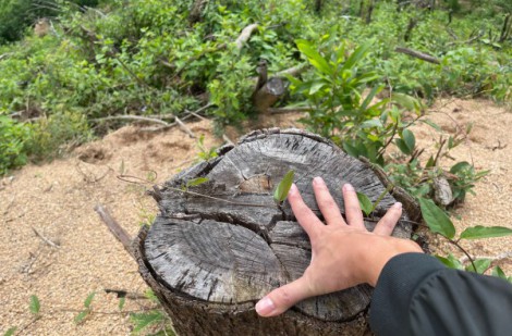 Bình Định: Tại sao chưa tìm được thủ phạm khai thác trái phép hơn 2 ha rừng?