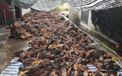 Hải Dương: Sét đánh hỏng hệ thống quạt, làm chết hơn 6.000 con gà