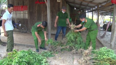 Kiên Giang: Trồng trái phép hàng trăm cây cần sa để...cho gà vịt ăn chống bệnh